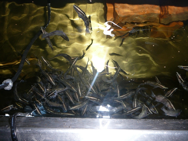 barra photos 005.jpg