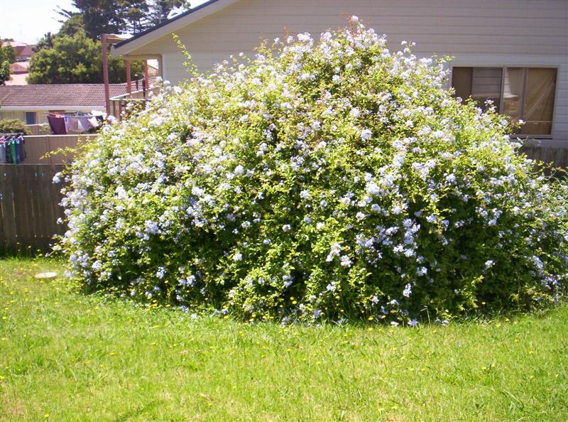 100_3083 (Medium).JPG