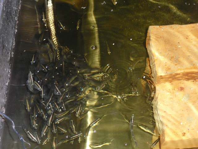 barra photos 016.jpg