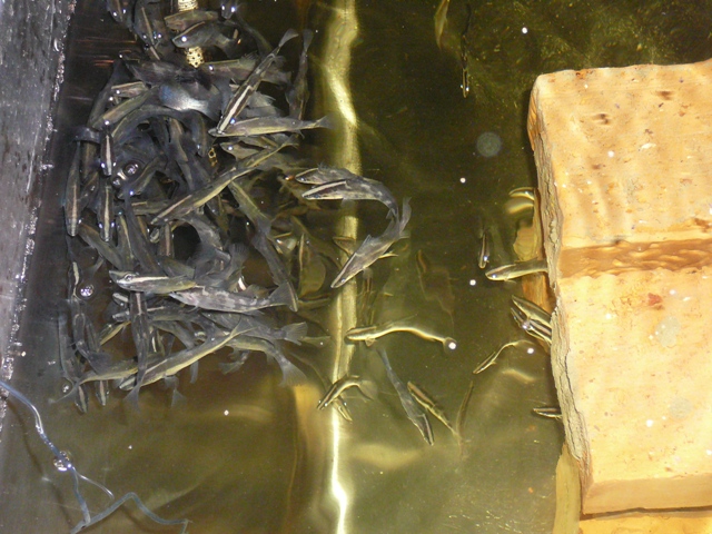 barra photos 015.jpg