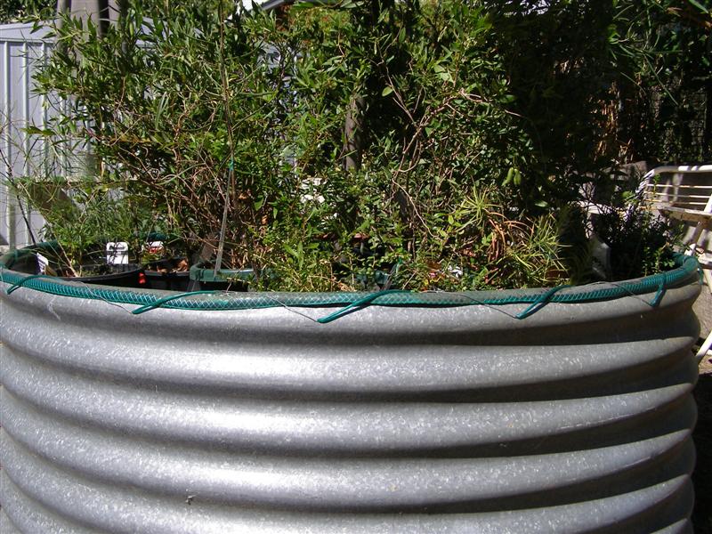 P3300004 (Medium).JPG