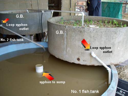grow_bed_fish_tank.jpg