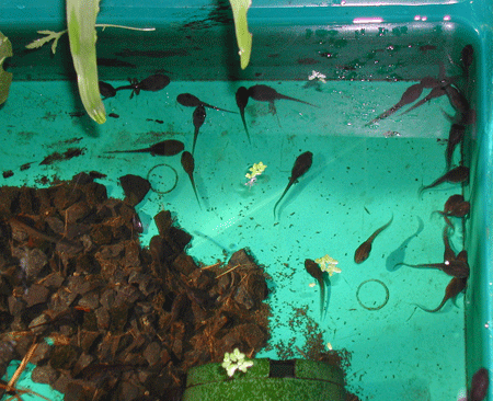 Tadpoles.gif