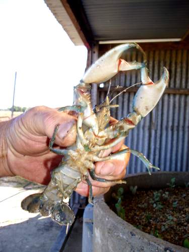 yabby.jpg