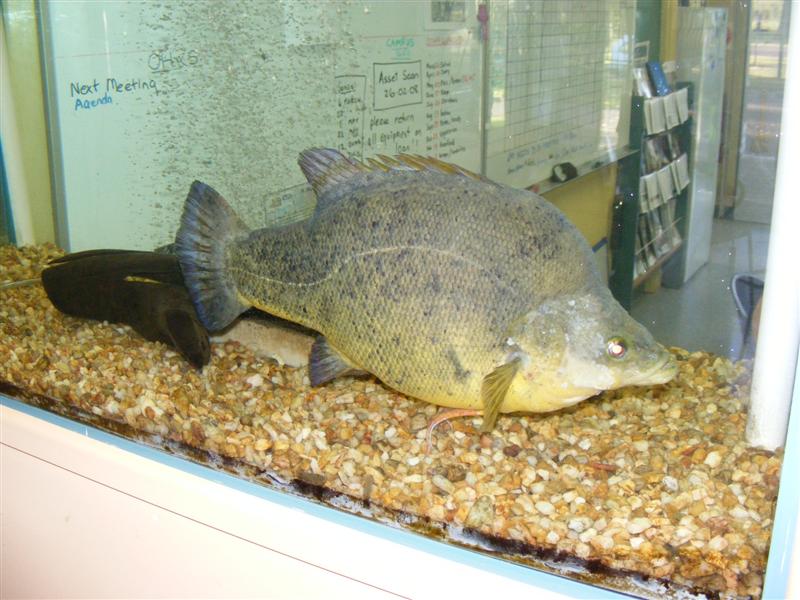 Golden-Perch (Medium).JPG