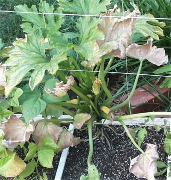 zucchini-leaves (Medium).jpg