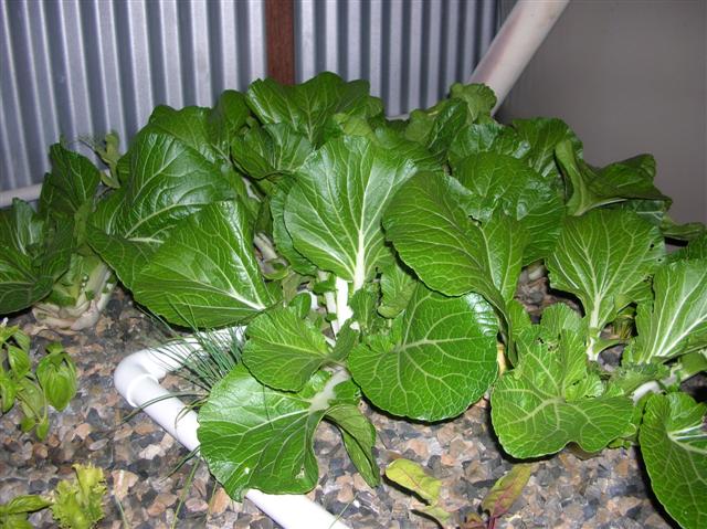 bok choy.JPG