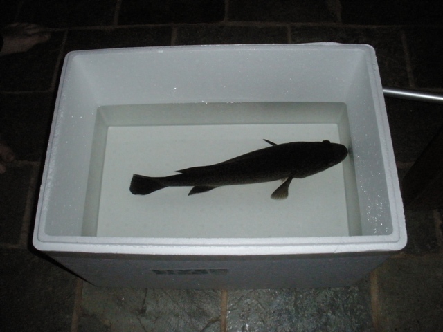 This is a better indication of size.jpg