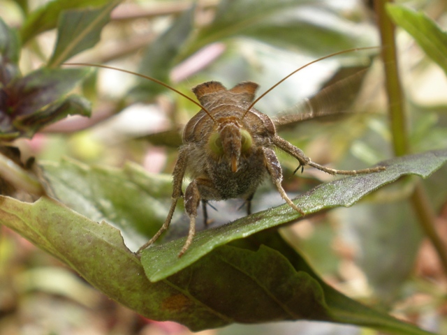 Freakin cool moth.jpg