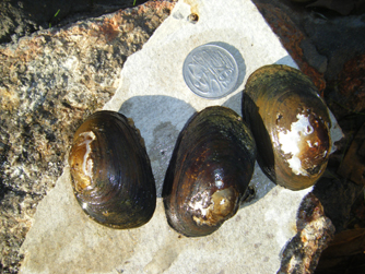 freshwater Musselssmall.jpg