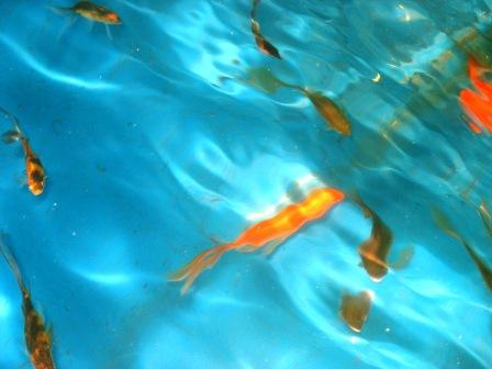 close up of goldies.JPG