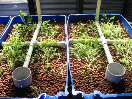 growbeds coriander and lettuce .JPG
