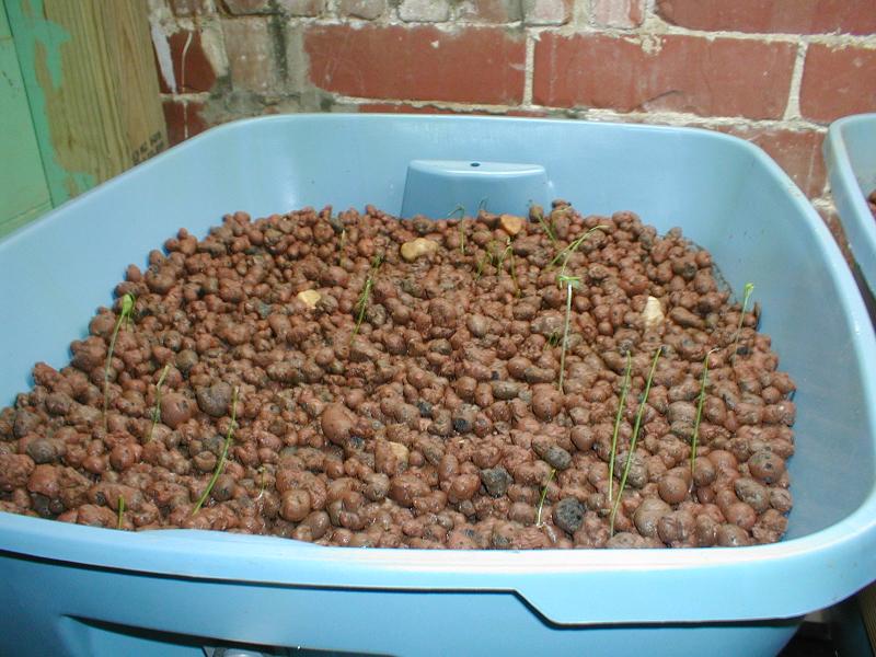 Aquaponics 2008-04-27 004.JPG