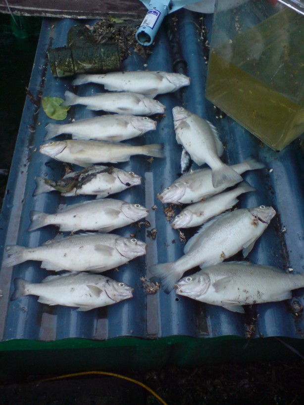 more dead fish 2.jpg