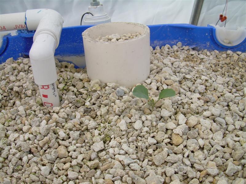 DSCN0796 (Medium).JPG