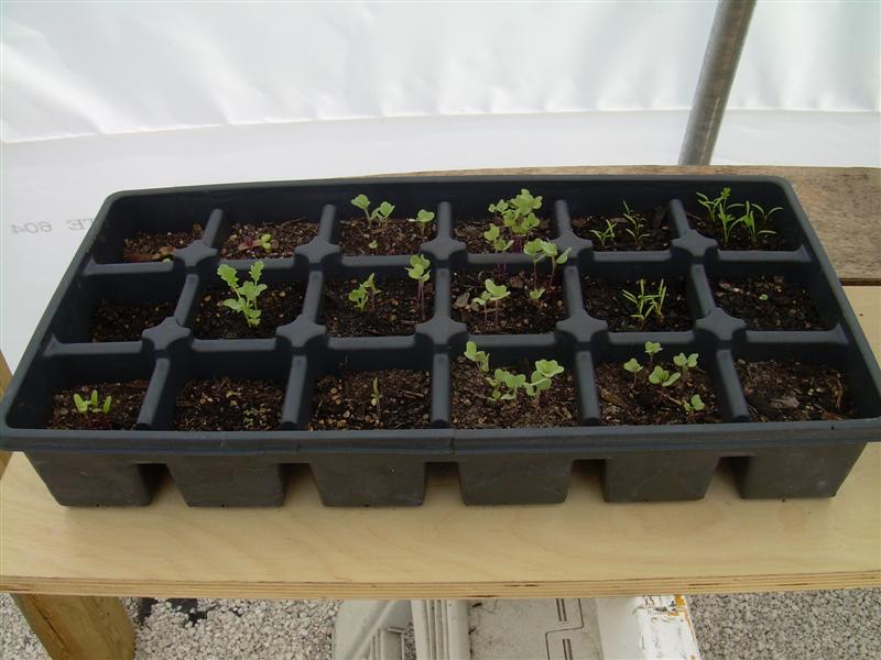 DSCN0797 (Medium).JPG