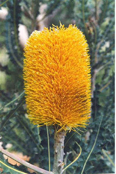 banksia (Medium).jpg