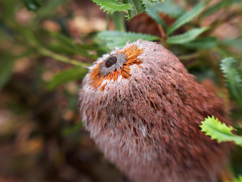 banksia_baueri (Medium).jpg
