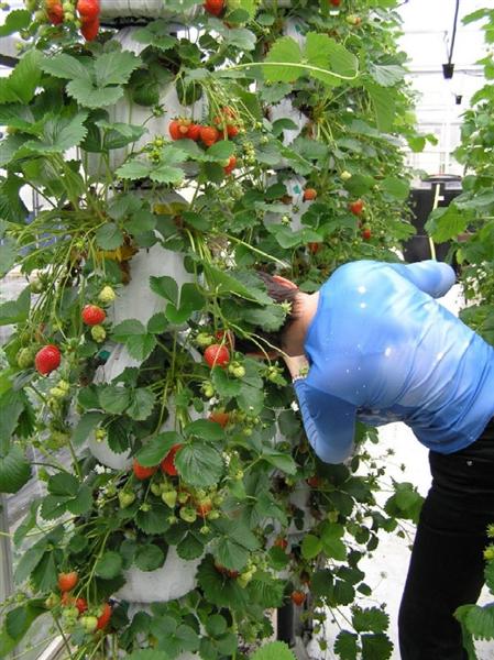Strawberries-in-bags-small (Medium).jpg