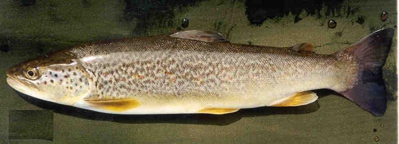 marbled-trout (Medium).jpg