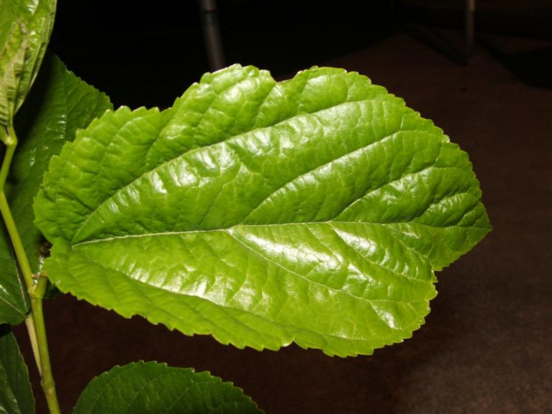 DSCF2981 (Medium).JPG