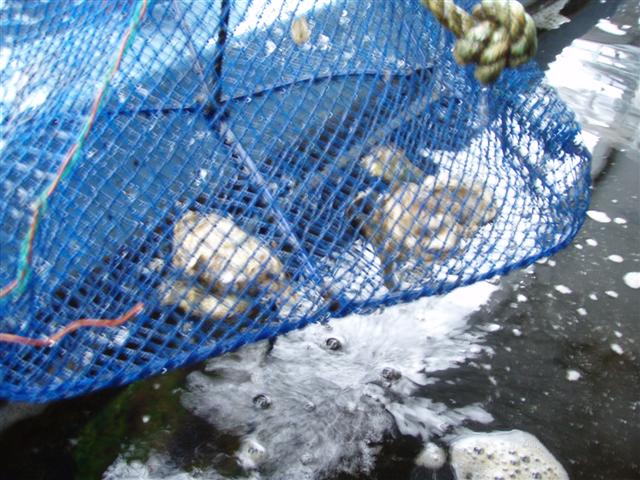 P4220338 (Small).JPG