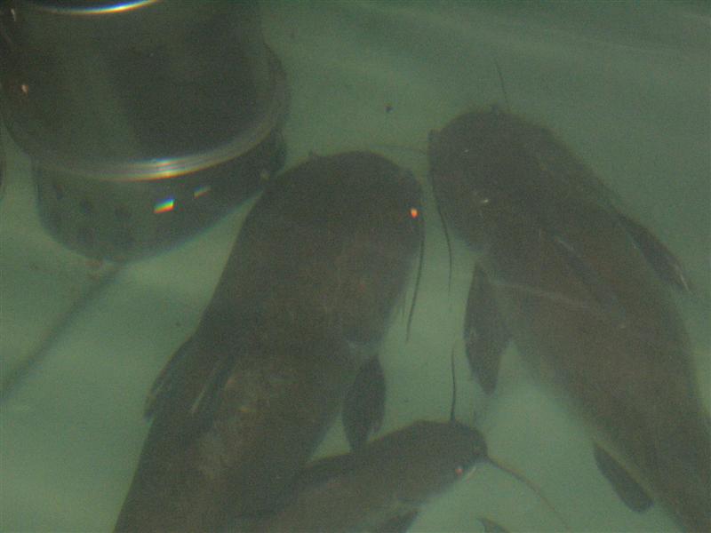 integrity of tank 029 (Medium).jpg