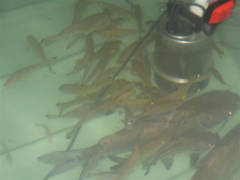 integrity of tank 026 (Medium).jpg