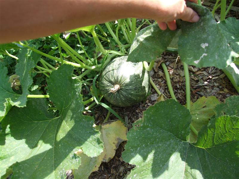 before whole (Medium).JPG