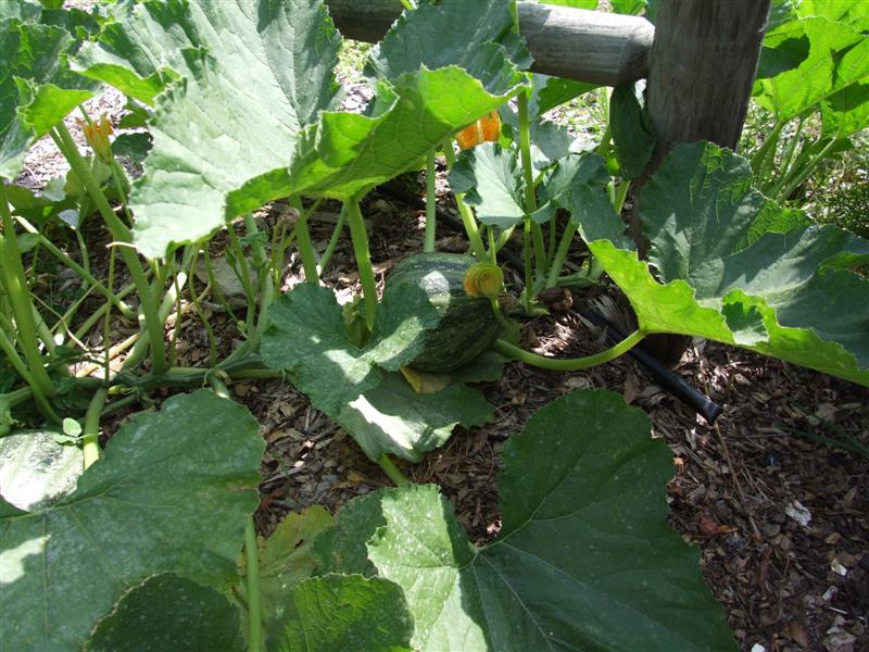 before whole milk (Medium).JPG