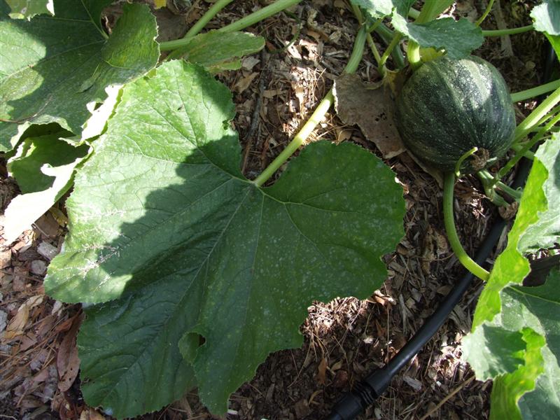 after whole milk 3 (Medium).JPG