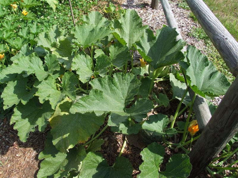 after whole milk 2 (Medium).JPG