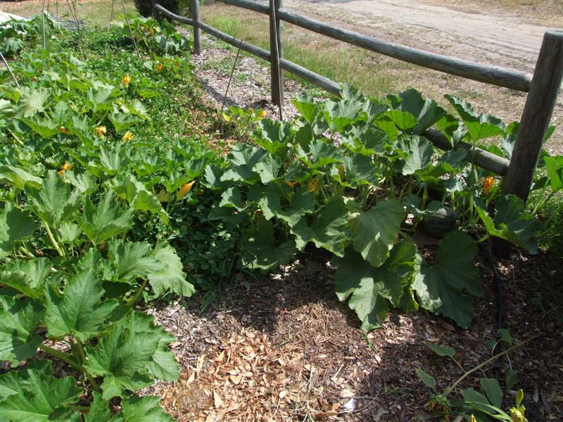 After whole milk (Medium).JPG