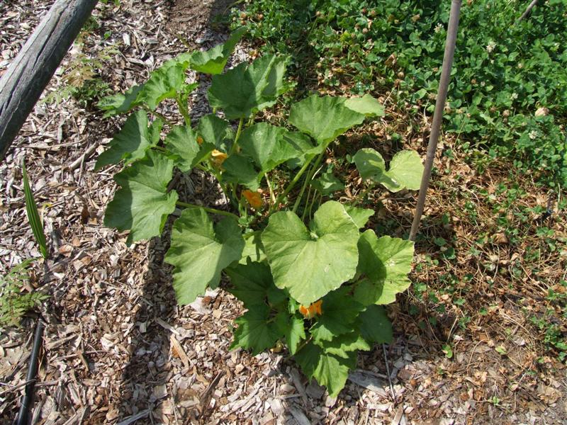 after dry skim 2 (Medium).JPG