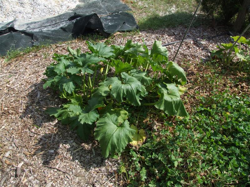 after dry skim (Medium).JPG