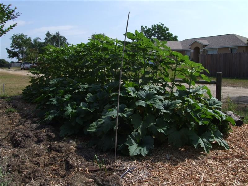 Squash Zuch Sunflower (Medium).JPG