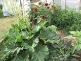 rhubarb-rhubarb.jpg