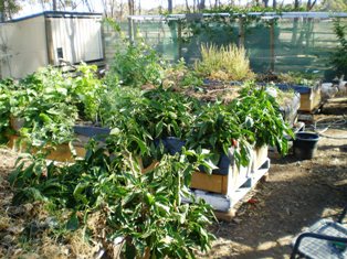 veg beds raised 052.jpg