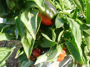 capsicum veg bed 057.jpg