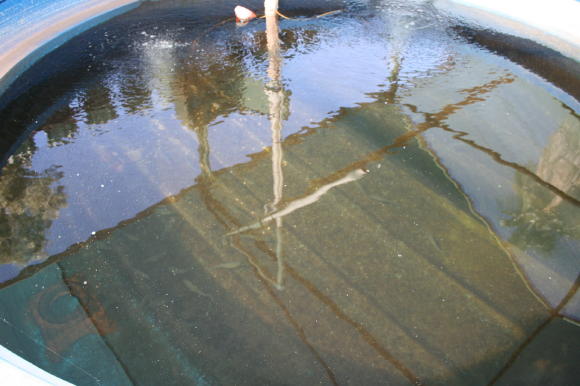 Aquaponics ducklings0006_6_1.JPG