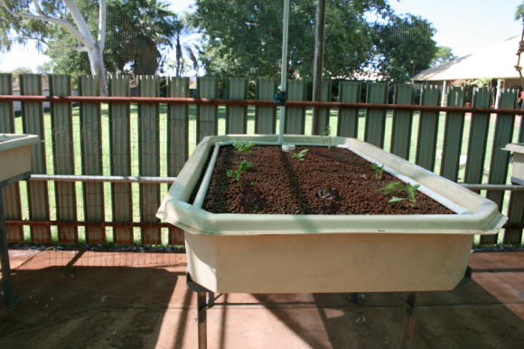 Aquaponics ducklings0004_4_1.JPG