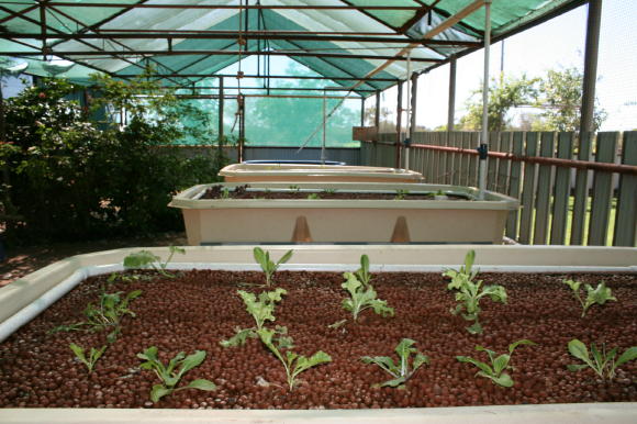 Aquaponics ducklings0003_3_1.JPG