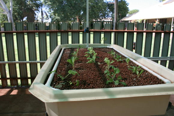 Aquaponics ducklings0002_2_1.JPG