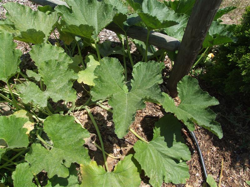 south 2 may 10 (Medium).JPG