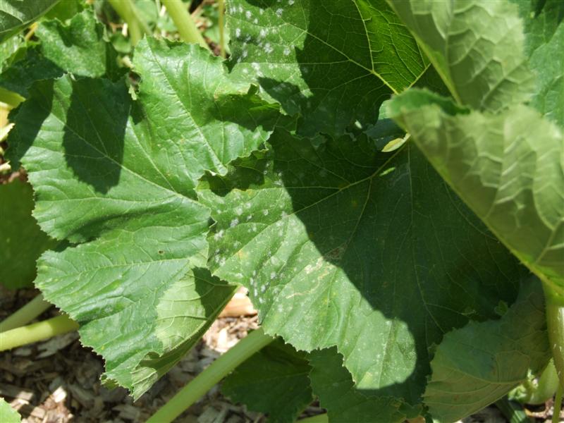 South May 10 (Medium).JPG