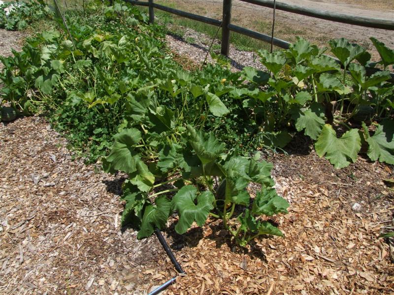 South Pumpkins May 10 (Medium).JPG