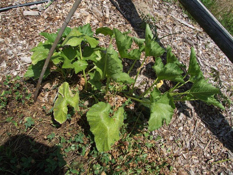 North 3 May 10 (Medium).JPG