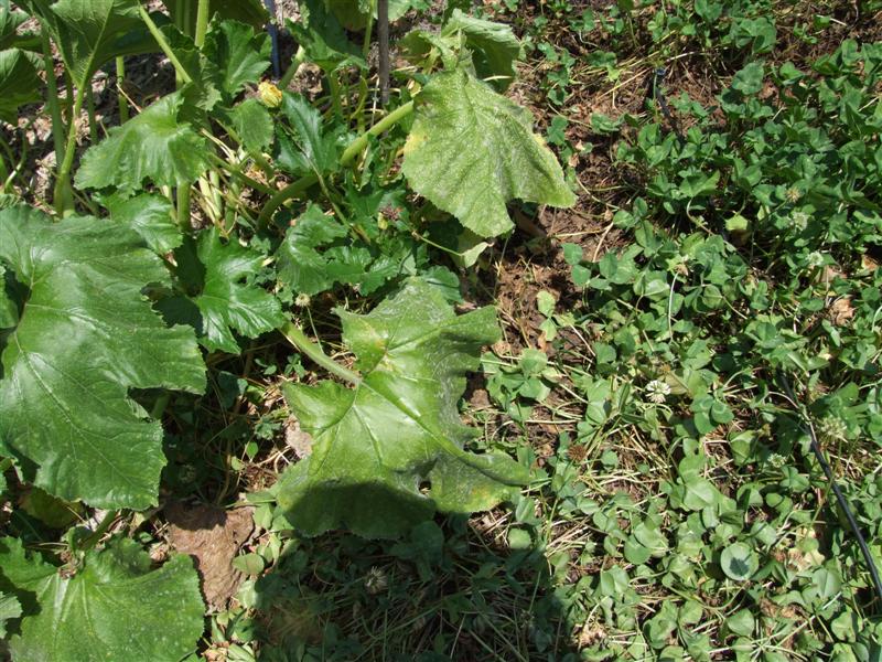 North 2 May 10 (Medium).JPG