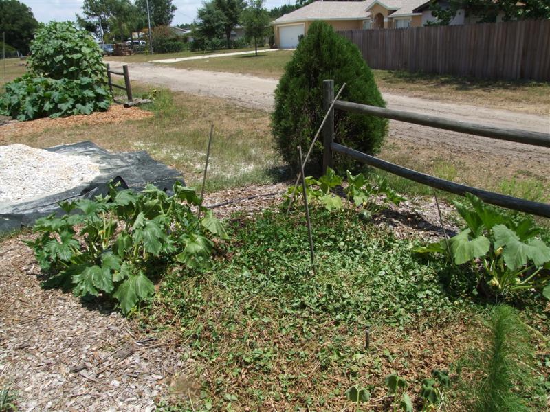 North May 10 (Medium).JPG