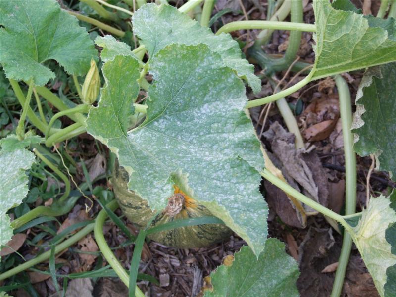 South 2  May 11 (Medium).JPG